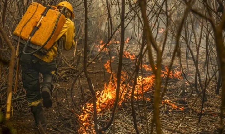 Projeto cria figura do “boi bombeiro” na prevenção de incêndios no Pantanal